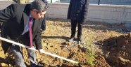 100 fidan Toprak Dede'yle aynı gün toprakla buluşturuldu