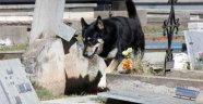 11 yıl boyunca sahibinin mezarı başında bekledi