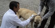 170 sokak köpeği sahiplendirildi