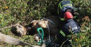 7 saat süren kaçak kurbanlık kovalamacası, hayvanın bayılmasıyla son buldu