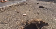 Karayoluna Çıkan Yaban Domuzları Telef Oldu