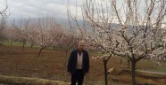 Kayısı çiçek açtı, üretici tedirgin