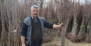 Malatyada Bu Sene En Çok Ceviz Ve Badem Fidanı Dikildi