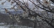 Çiçek açan ağaçlara kar yağdı