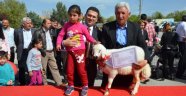 Malatya'da En İyi Kuzu Yarışması Yapıldı