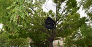 Parklara Kedi Evleri Ve Kuş Yuvaları Yerleştirildi