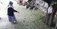 Dolu yağışı üreticiyi olumsuz etkiledi