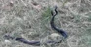 Yılanların dansı görüntülendi