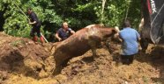 Balçığa Saplanan İnekleri İtfaiye Kurtardı