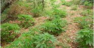 Malatya'da 158 Kök Kenevir Bitkisi Ele Geçirildi