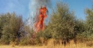 Akçadağ'da yangın 100 ağaç kül oldu