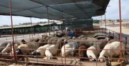 Bayramda Canlı Hayvan Pazarında 4700 küçükbaş kesimi yapıldı