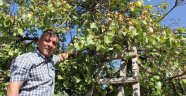 Kayısı ağacı meyve verdi