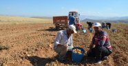 Patates üreticileri dertli