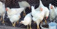  Malatya'da 2 milyon Kümes Hayvanı Var