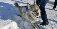 Kurt soğuktan donmuş halde bulundu