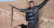 Sürüye dalan yılan korkuttu