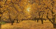Kayısıda sonbahar mücadelesi