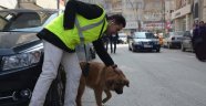 Parkmetreci köpek yaptıklarıyla görenleri şaşırtıyor