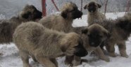 Karda köpekler birbirlerine sarılıp donarak öldüler