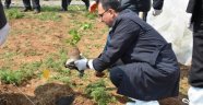 Vali Toprak ahududu ve böğürtlen fidesi dikti