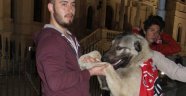 Sivas'ta kangal köpekli kutlama