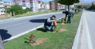 Otuz yapraklı gül şehri Darende 'gül' ile donatıldı