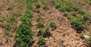 Malatya'da ilk defa kinoa bitkisi ekildi
