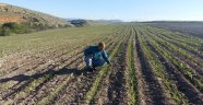Çiftçilere Yem Bitkisi Desteği