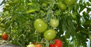 Darende'de yerli domates tezgahlardaki yerini aldı