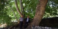 200 yıllık ağaca tescil çalışması