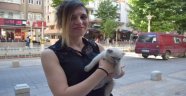 Bu Kedi yoğun ilgi görüyor