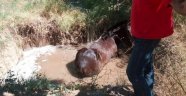 Örükçü'de Su çukuruna düşen atı itfaiye kurtardı