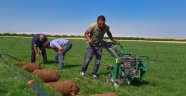 Büyükşehir Belediyesi hazır çim üretti