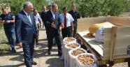 Vali Kaban: Ceviz ve Badem bahçelerinde incelemelerde bulundu