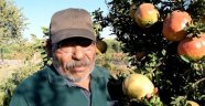 Bu da nar yetiştiren Eko Dede