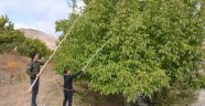 Hekimhan'da Ceviz hasadı başladı