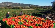 Rusya'dan Türk domatesi açıklaması