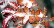 Meteoroloji'den "Zirai Don" Uyarısı