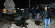 Tanker sürüye daldı çoban öldü 30 hayvan telef oldu