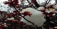 Kayısıda don tehlikesi
