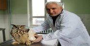 Vurulan 'Puhu' kuşu tedavi altına alındı