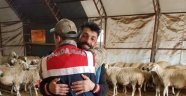 Önce jandarmaya sonra çalınan koyunlarına sarıldı