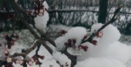 Kayısı üreticilerine Meteoroloji'den uyarı!
