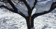 Kar kayısı ağaçlarının dallarını kırdı