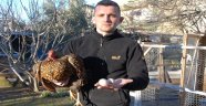 Bu tavukların tanesi 2 bin yumurtası 40 lira