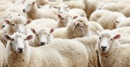 Köyüne geri dönene 300 koyun + maaş!
