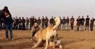 Fıstık bahçesinde kanlı köpek dövüşü