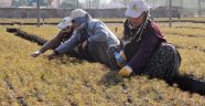 8 ilde 20 milyon fidan toprakla buluşacak
