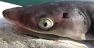 Oltaya takılan köpek balığı korkuttu